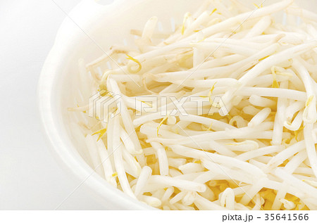 もやし もやし 35641566