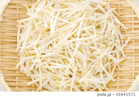 もやし もやし 35641571