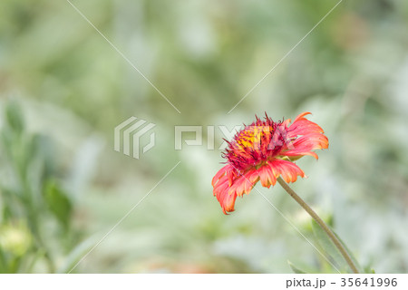 Flower (Zinnia, Zinnia violacea Cav.) in garden Flower (Zinnia, Zinnia violacea Cav.) in garden 35641996