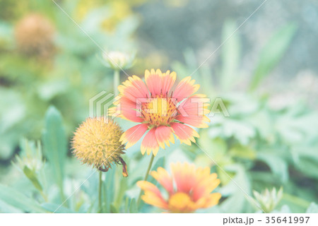 Flower (Zinnia, Zinnia violacea Cav.) in garden 35641997