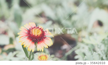 Flower (Zinnia, Zinnia violacea Cav.) in garden 35642010