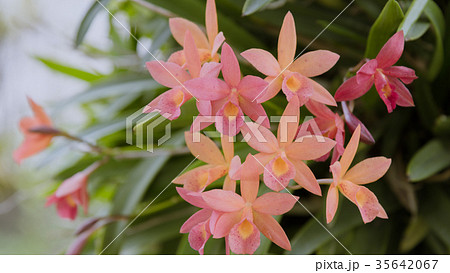 Flower (Orchidaceae or Orchid Flower) 35642067