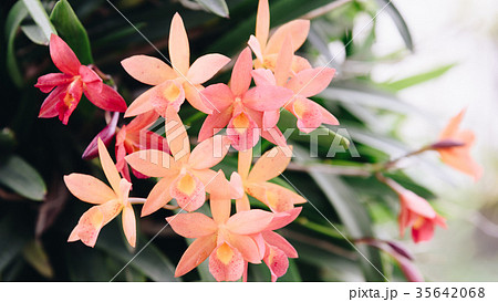 Flower (Orchidaceae or Orchid Flower) 35642068