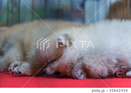 Puppy pomeranian breed sleep in cage dog Puppy pomeranian breed sleep in cage dog 35642434
