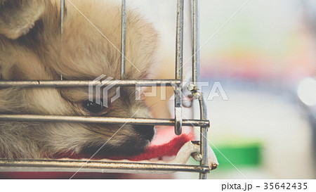 Puppy pomeranian breed in cage dog with sadness Puppy pomeranian breed in cage dog with sadness 35642435