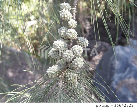 モクマオウの実 35642525