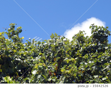 オオハマボウ 35642526