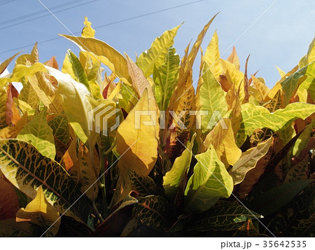 クロトン クロトン 35642535