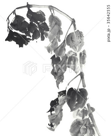 ホオズキ 水墨調のイラスト素材 35642555 Pixta
