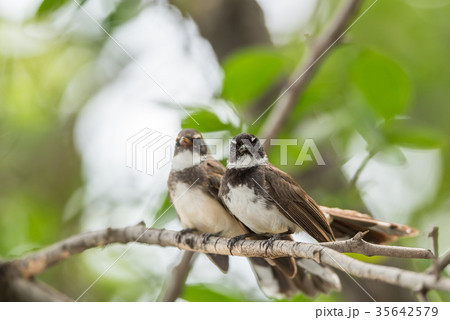 Two birds (Pied Fantail Flycatcher) in nature wild Two birds (Pied Fantail Flycatcher) in nature wild 35642579