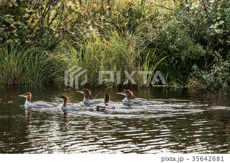A group of young Common Loon chicks swimming on 35642681