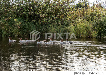 A group of young Common Loon chicks swimming on 35642683