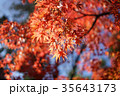秋の紅葉したもみじ 35643173