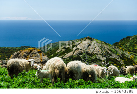 Grazing sheep on the coast of Sardinia 35643599