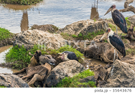 Marabou storks on dead wildebeest at the Mara 35643676
