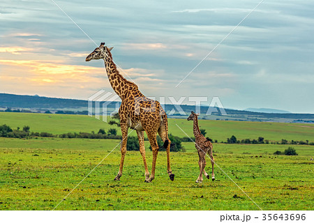 A mother giraffe with her baby A mother giraffe with her baby 35643696