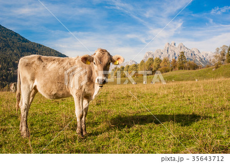 cow on mountain meadows cow on mountain meadows 35643712
