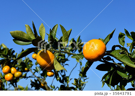 和歌山の美味しいミカン 35643791