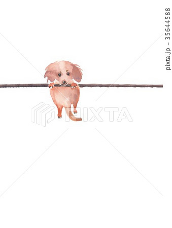 仔犬　年賀素材 35644588