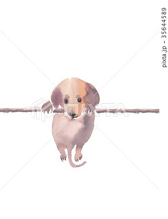 仔犬　年賀素材 35644589