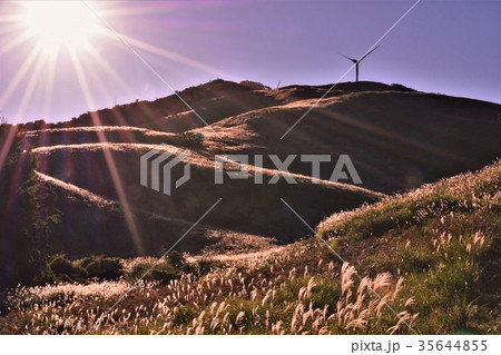 東伊豆　細野高原ススキ 35644855