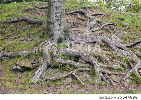 Close up on big tree roots Close up on big tree roots 35644998
