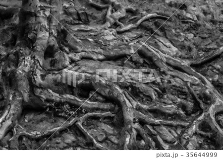 Close up on big tree roots, black and white 35644999
