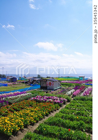 白間津の花畑 白間津の花畑 35645342