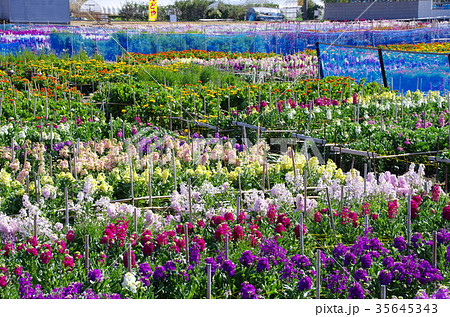 白間津の花畑（千葉県南房総市） 35645343