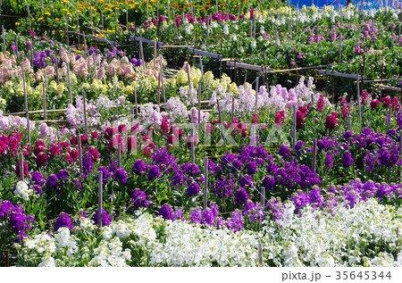 白間津の花畑（千葉県南房総市） 35645344