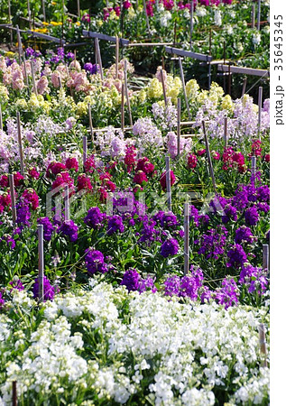 白間津の花畑（千葉県南房総市） 35645345