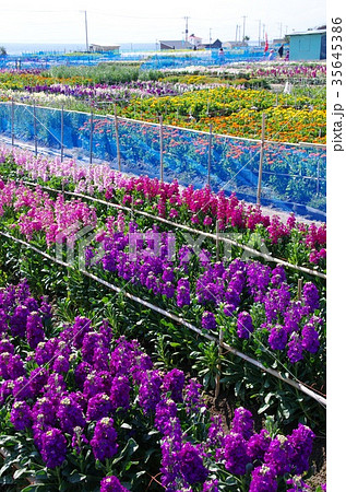 満開の白間津の花畑（千葉県南房総市千倉町） 35645386