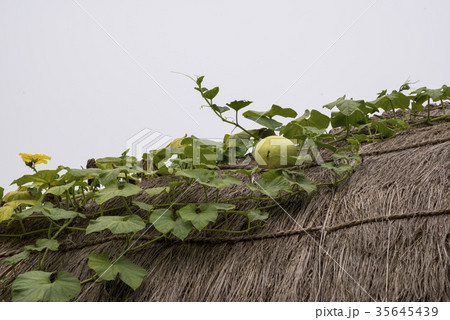 パク 丸屋 空 35645439