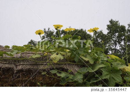 花 植物 屋外 35645447