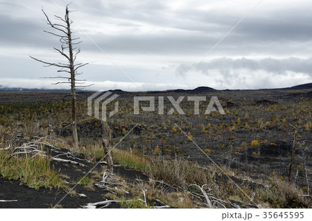 Dead Forest - natural disaster on Kamchatka Dead Forest - natural disaster on Kamchatka 35645595