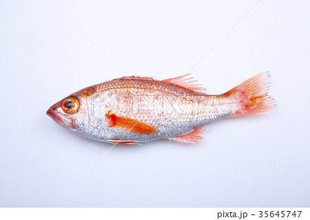 のどぐろ のどぐろ 35645747