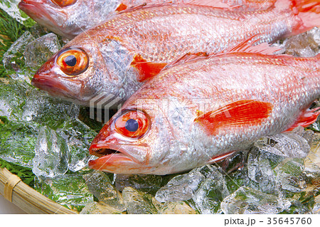 のどぐろ のどぐろ 35645760