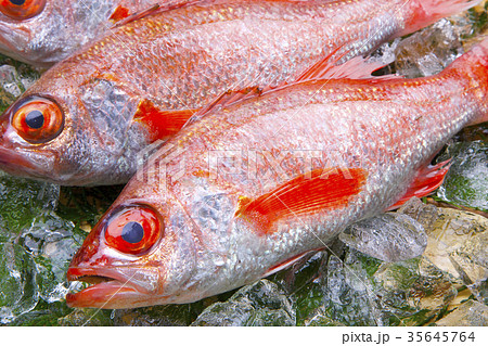 のどぐろ のどぐろ 35645764