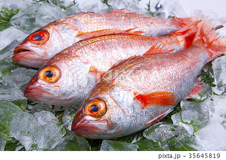 のどぐろ のどぐろ 35645819