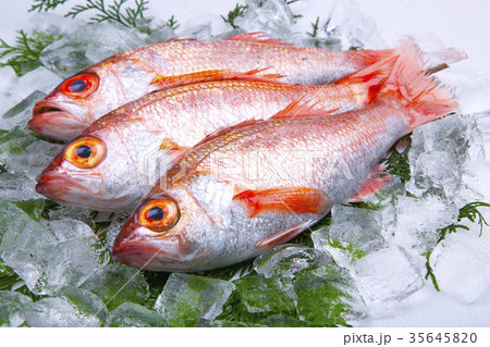 のどぐろ のどぐろ 35645820