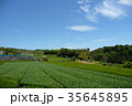 茶畑 35645895