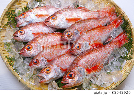 のどぐろ のどぐろ 35645926