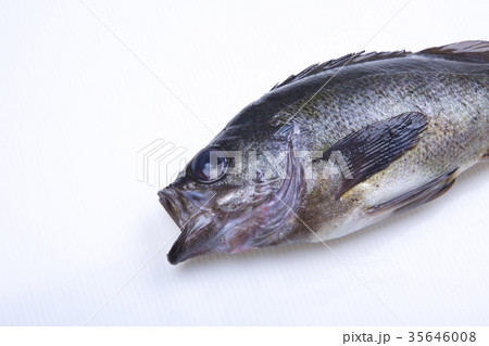 クロメバル 食材 クロメバル 食材 35646008