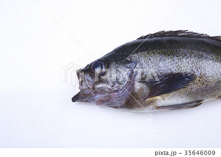 クロメバル 食材 クロメバル 食材 35646009