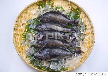 クロメバル　食材 35646010