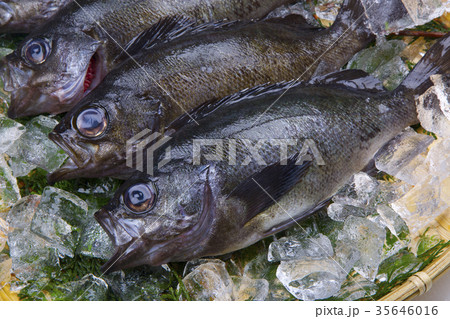 クロメバル 食材 クロメバル 食材 35646016