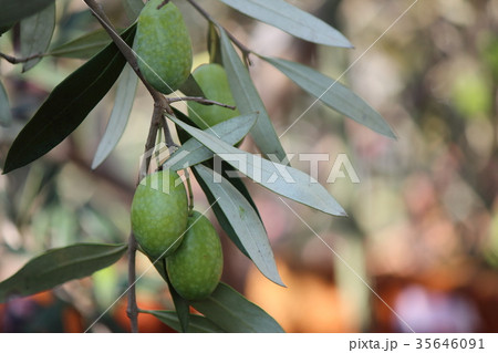 オリーブ 35646091