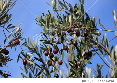 オリーブ 35646098
