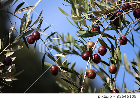 オリーブ 35646109