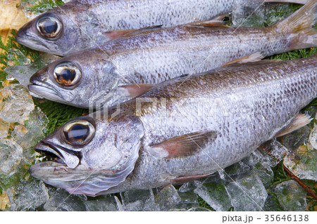 ムツ 食材 ムツ 食材 35646138